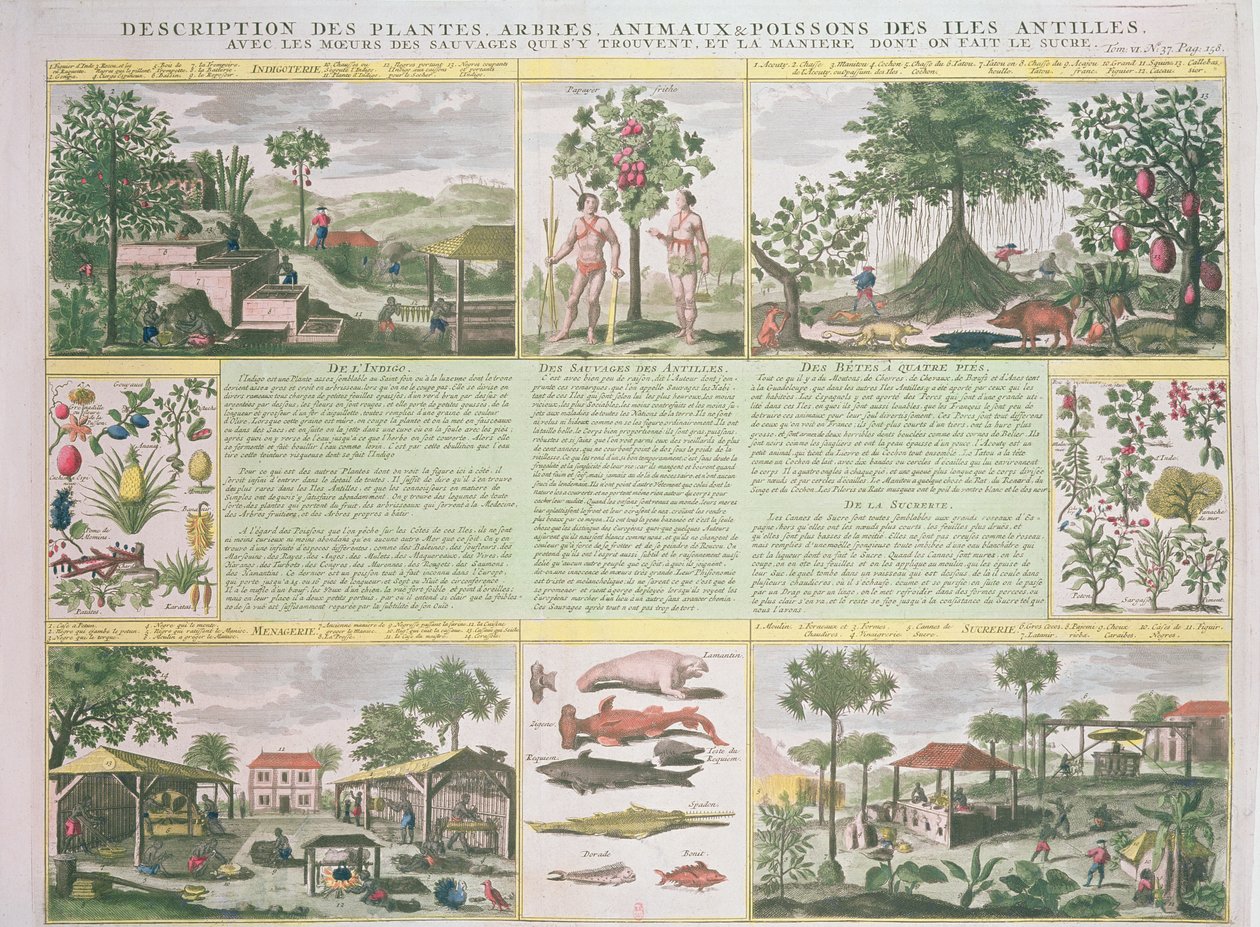 En beskrivning av växter, träd, djur och fiskar som finns på Antillerna, illustration från Histoire Generale des Antilles Habitees par les Francois Vol. 2 av Jean Baptiste Du Tertre (1610-1687) publicera av French School
