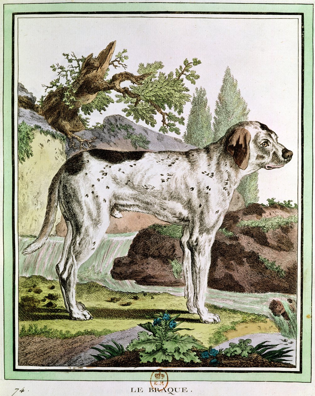 En pekare, illustration från Histoire Naturelle av Georges Louis Leclerc (1707-88) greve av Buffon, 1749-1804 av French School