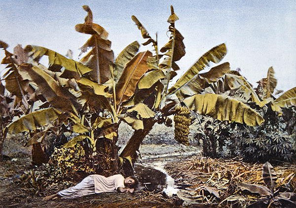 En banan- och maniokplantage i Nya Kaledonien, sent 1800-tal (färg litho) av French School