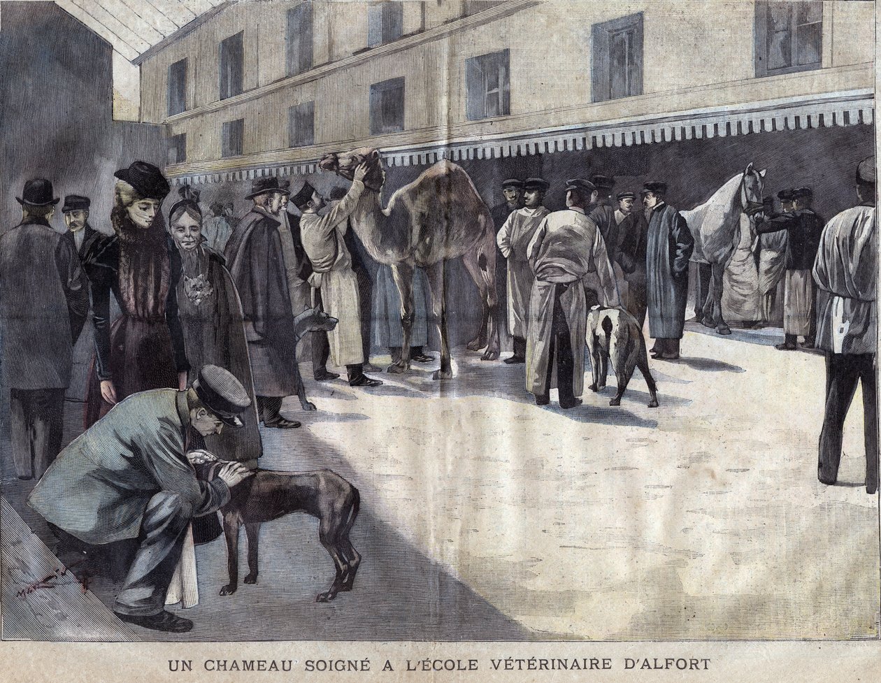 En kamel läker på veterinärskolan i Maison Alfort (Maison-Alfort). Illustration av 1899 i ""La petite Gironde"". av French School