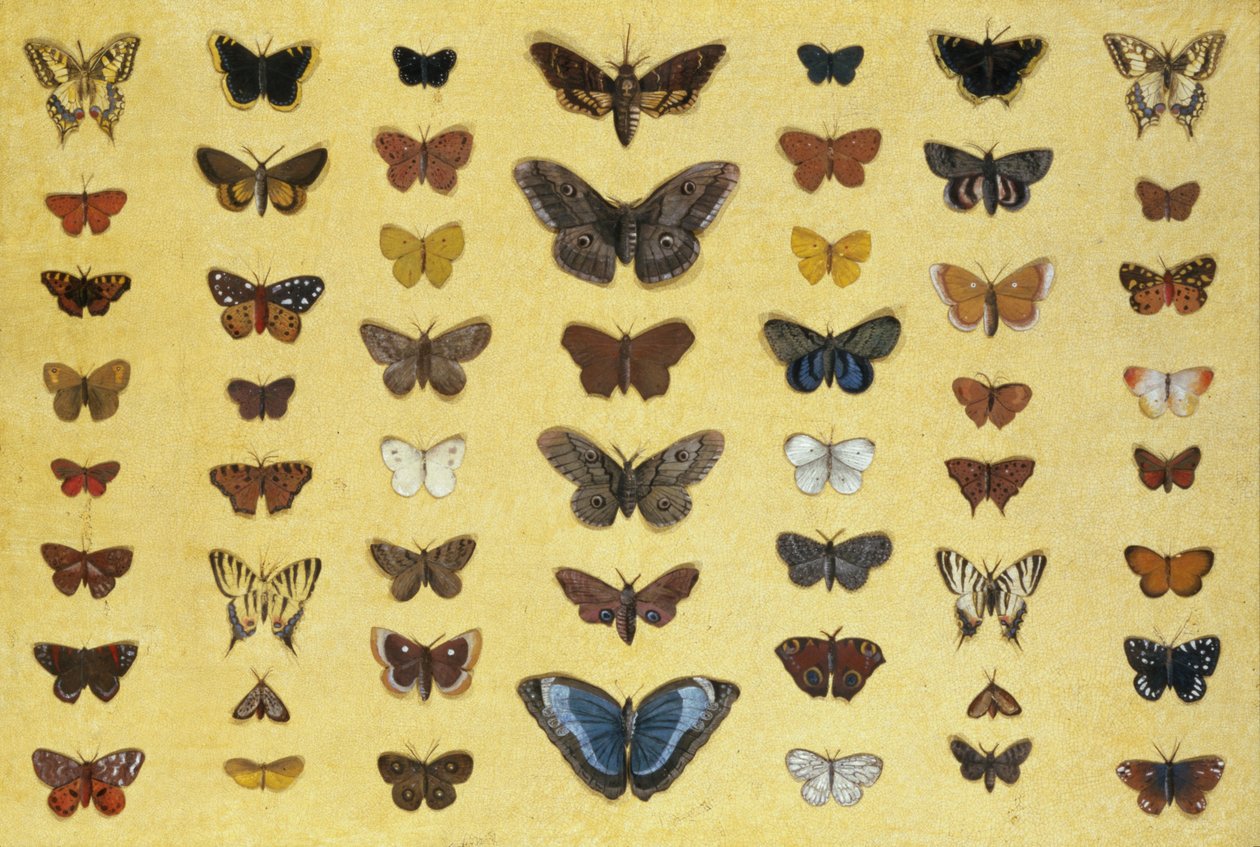 Ett collage av fjärilar och nattfjärilar inklusive Camberwell Beauty, British Swallowtail, Scarce Swallowtail, Peacock and the Small Tortoiseshell, c.1830 (wc på papper) av French School