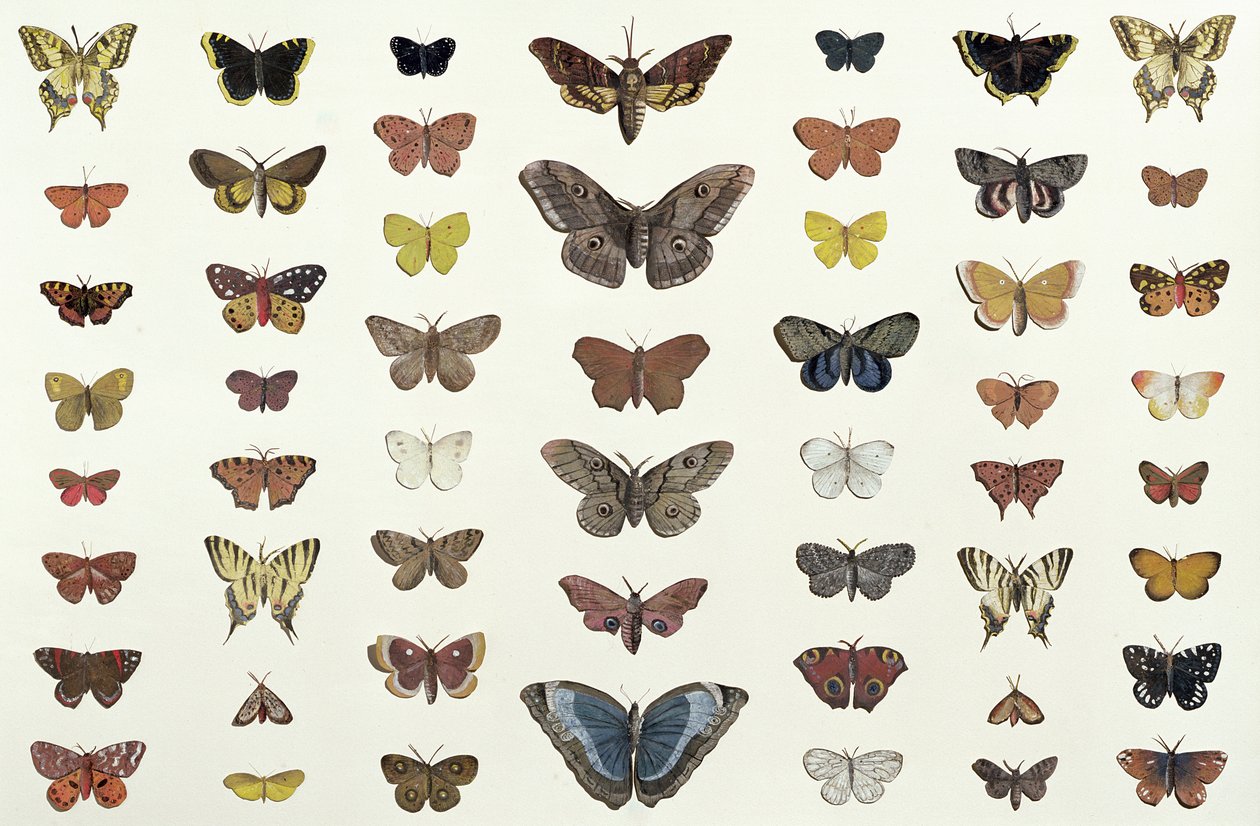 Ett collage av fjärilar och nattfjärilar inklusive Camberwell Beauty, British Swallowtail, Scarce Swallowtail, Peacock and the Small Tortoiseshell, c.1830 (tryck av 104967) av French School
