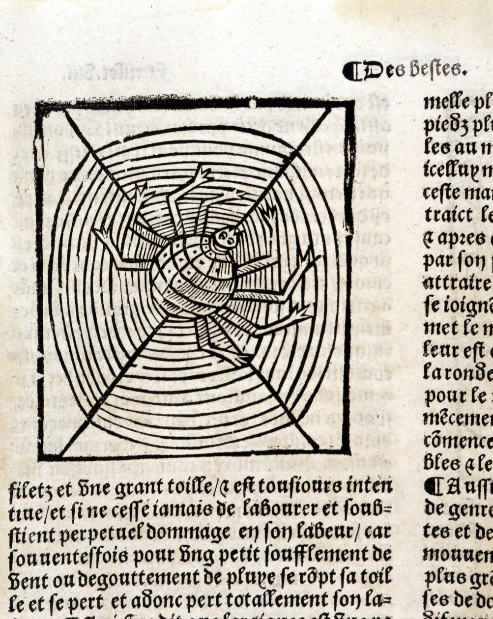 En spindel i hans nät i "Le Jardin de santé översatt från latin till franska nytryckt i Paris" av French School
