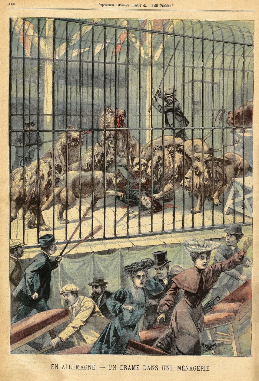 En tämjare blir uppslukt av sina lejon i ett menageri i Dessau, Tyskland. Gravyr i "" Le Petite Parisien"", den 27/12/1903. av French School