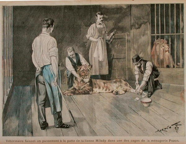 En veterinär som binder tassen på lejoninnan Milady, ca 1898-99 (färgad gravyr) av French School