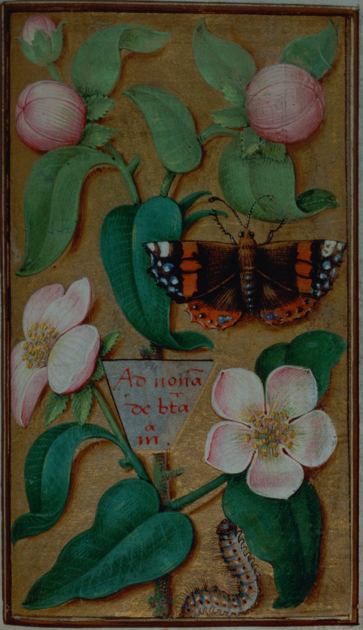 Lägg till 35214 f.67 Flowers and butterfly, from a Book of Hours, Paris av French School