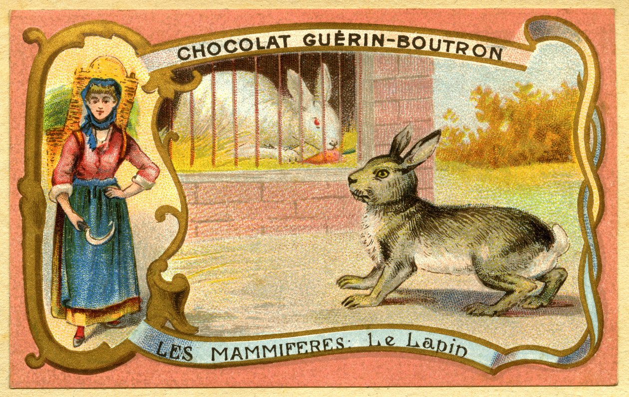 Reklamkromolitografi av choklad Guerin Boutron, Däggdjur, Kaninburen och vilda, warren av French School