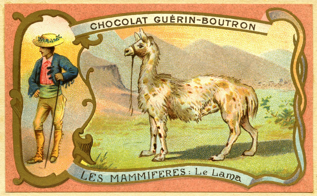 Reklamkromolitografi av choklad Guerin Boutron, DÄGGdjuren, Lama av French School