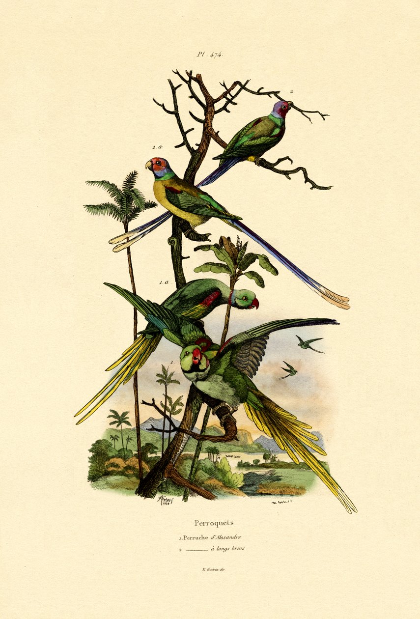Alexandrine Parakit, 1833-39 av French School