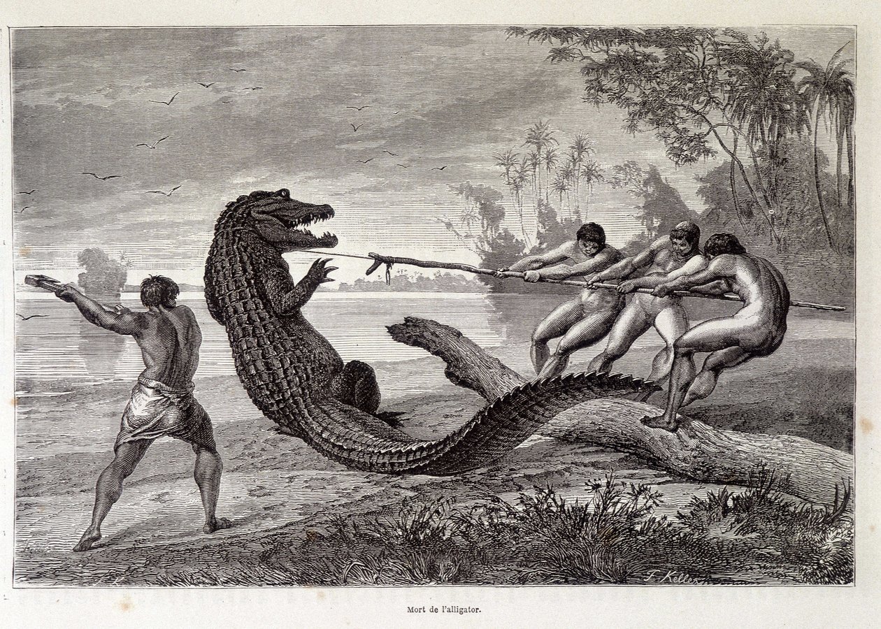 Alligator Hunt, Brasilien, "" Round the World"" 2:a veckan 1874. av French School