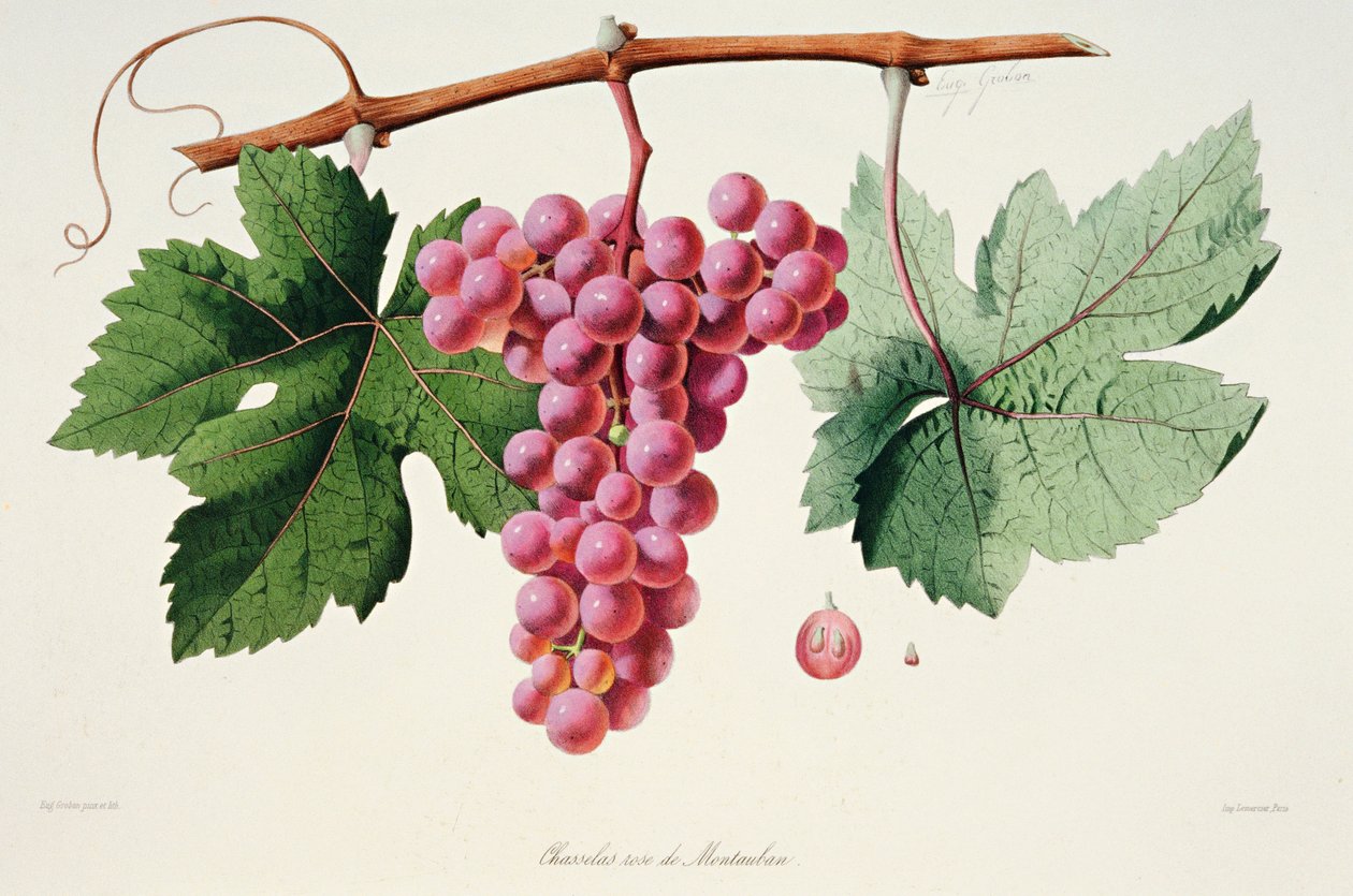 Ampelography, Druva Chasselas Rose de Montauban Auvergne av French School