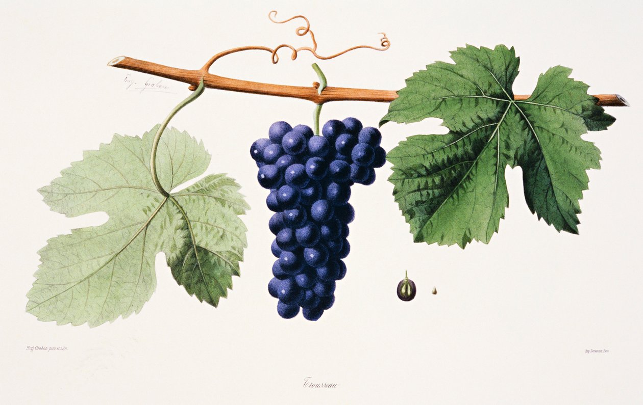 Ampelografi, Druv Trousseau Jura av French School