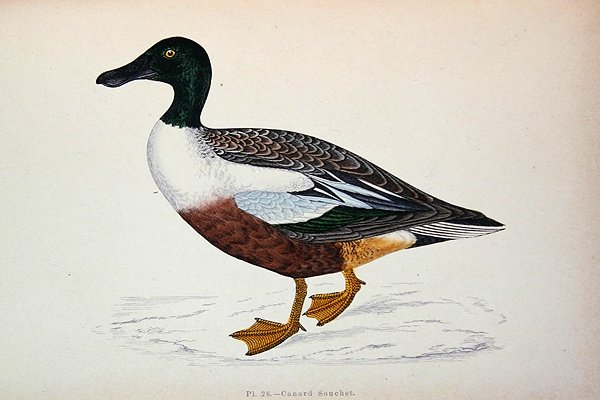 Anas Clypeata (färggravyr) av French School
