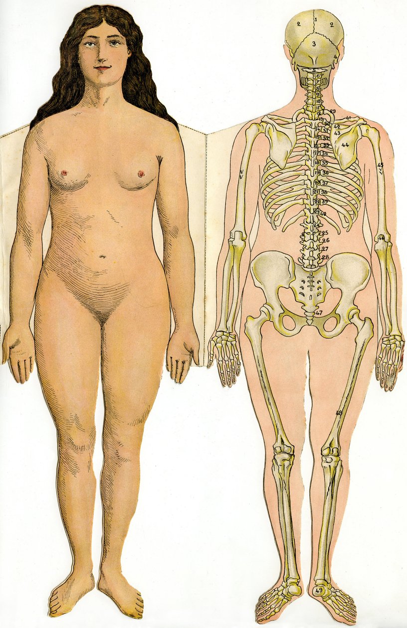 Anatomisk vikbräda i New Practical Encyclopedia of Medicine and Hygiene, av Dr. Rehm, Bokhandel Aristide Quillet 1922 - människokropp - naken kvinna och kvinnligt skelett av French School