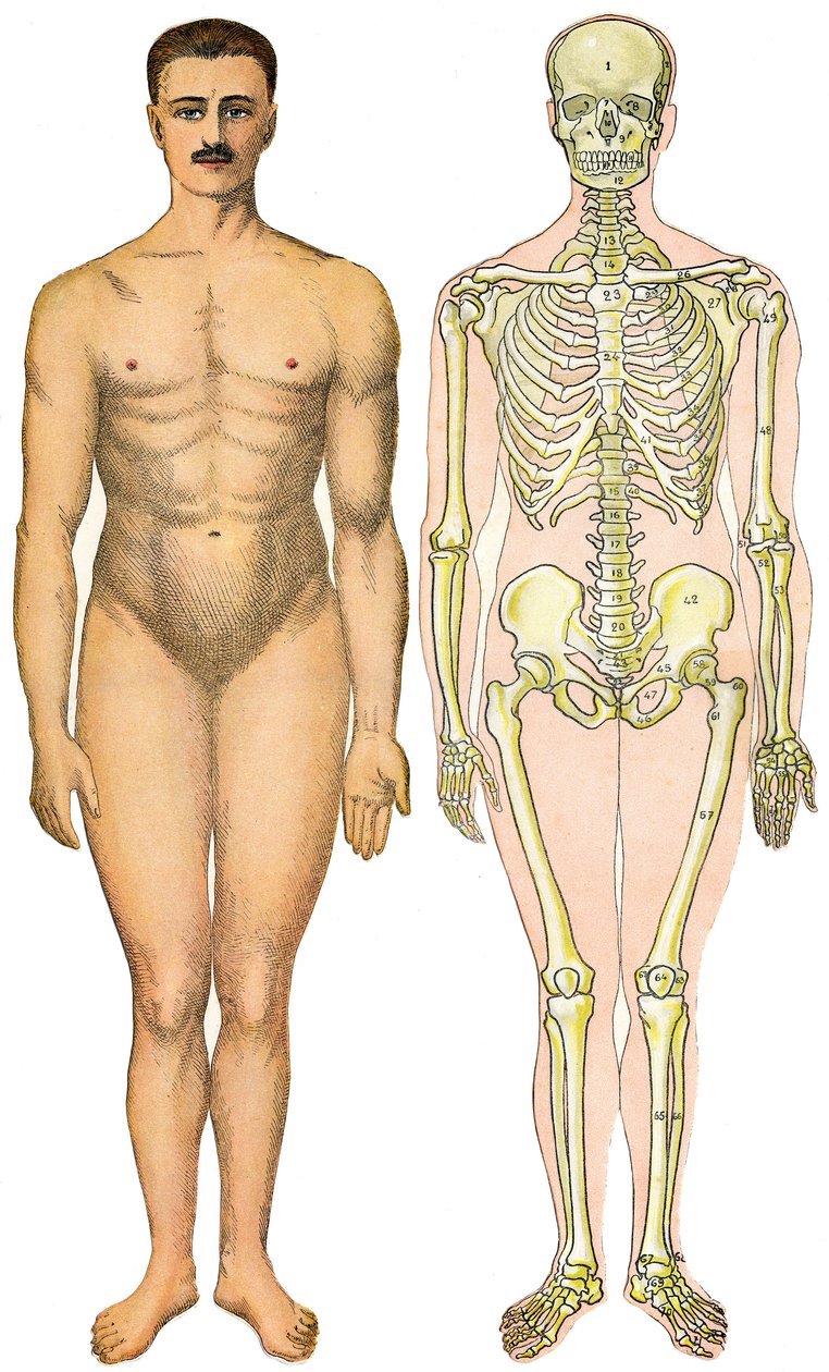 Anatomiska vikbara ark av New Practical Encyclopedie of Medicine and Hygiene, av Dr. Rehm, Bokhandel Aristide Quillet 1922 - ansikte på människokroppen - naken man utan uppenbart sex (gumsex) bredvid sitt skelett av French School
