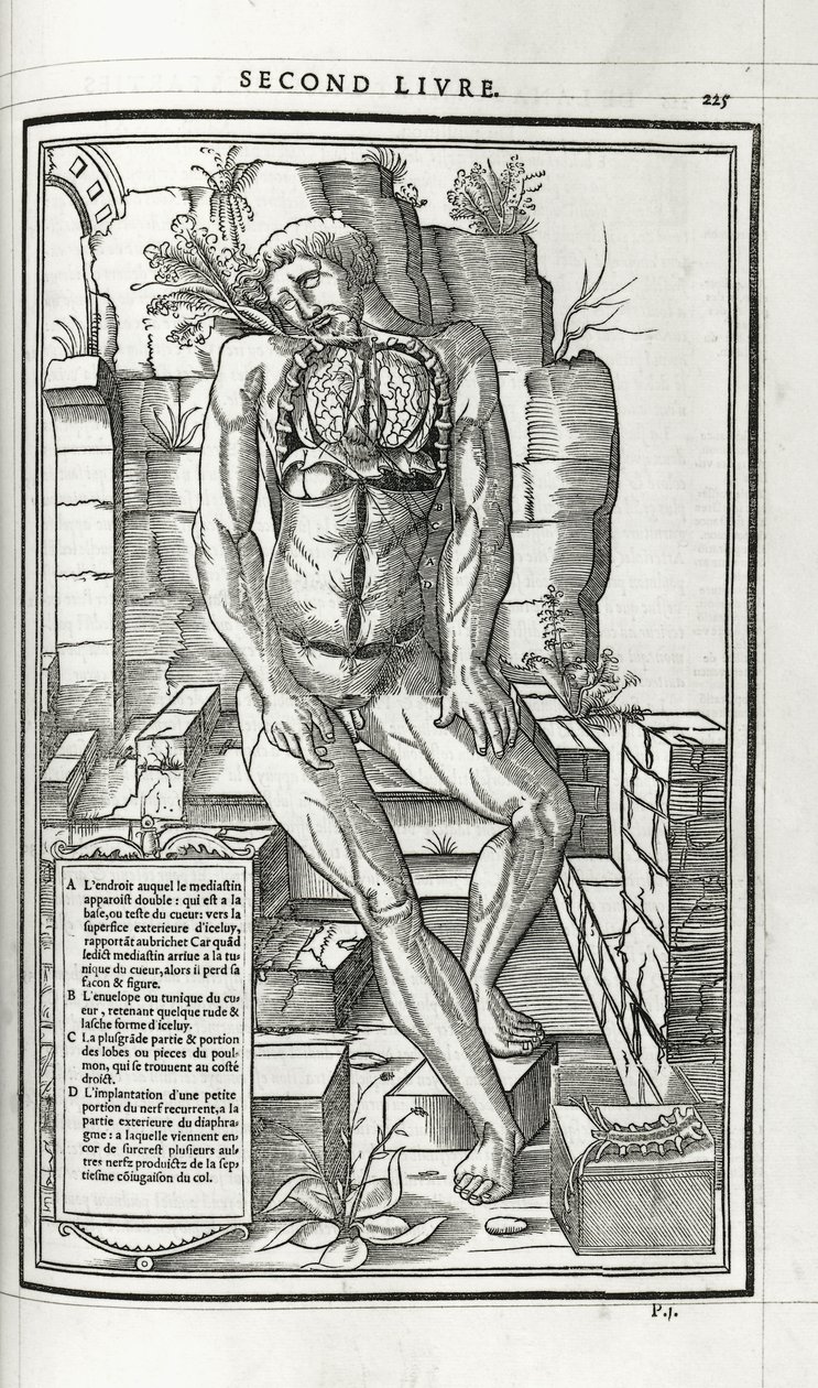 Anatomisk illustration, 1546 av French School