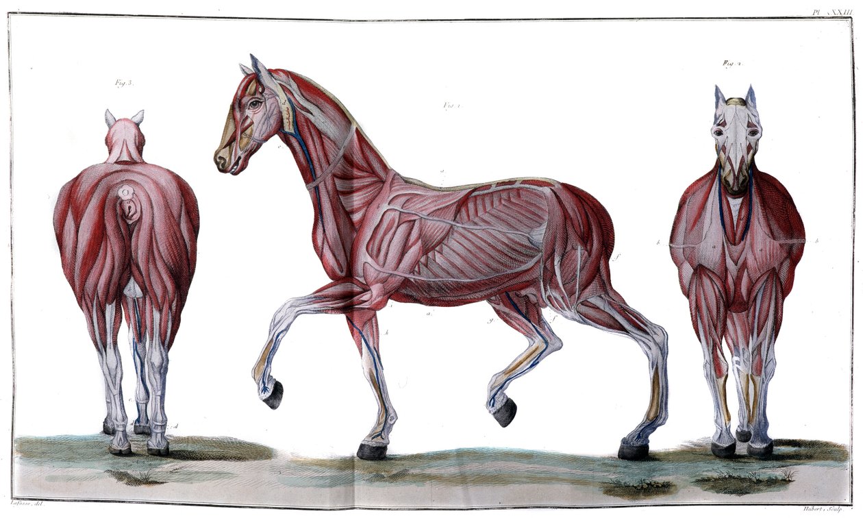 Hästens anatomi: peeling, ansikte och profil - "" Hippiatric Course, complete treatise of horse medicine"" av P. E Lafosse av French School