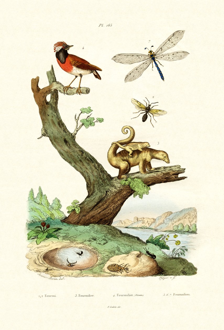 Myror, 1833-39 av French School