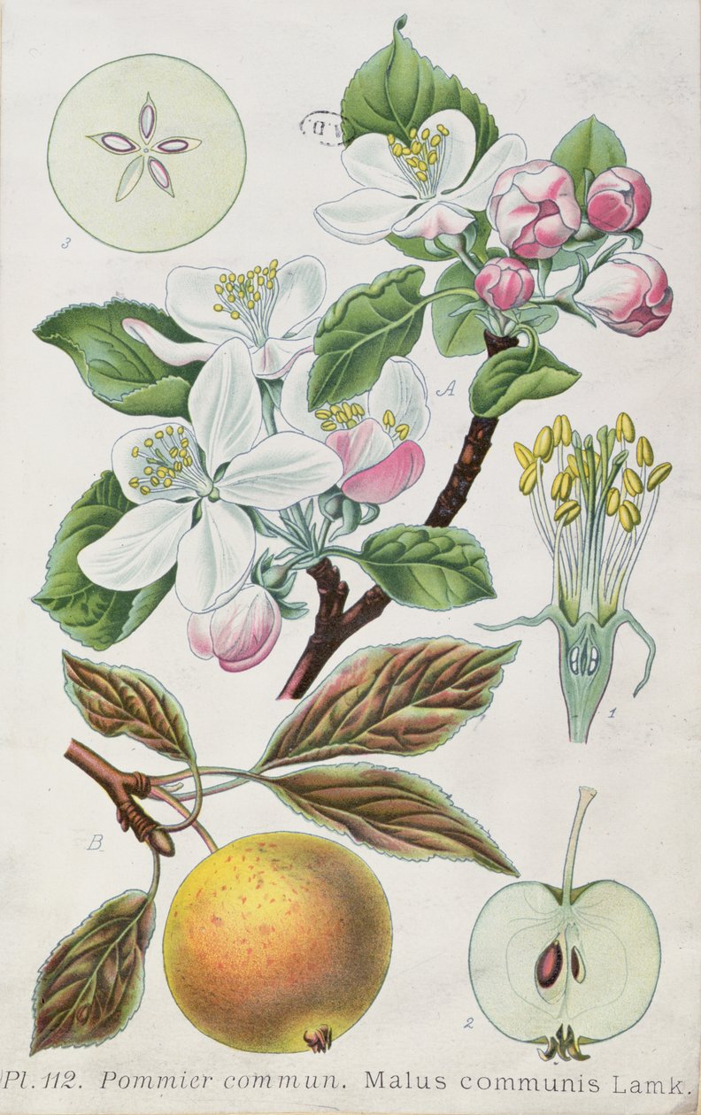 Äppelträd (Malus Communis) (färgad gravyr) av French School