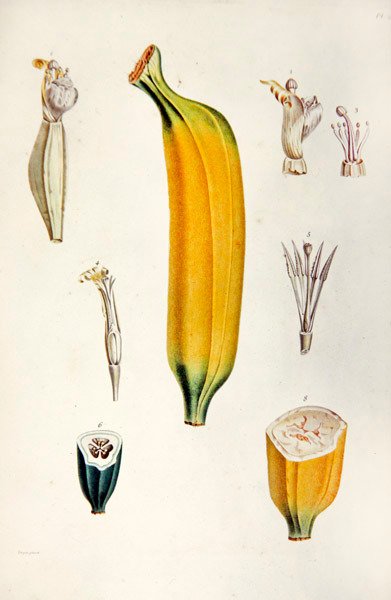 Banan, från 