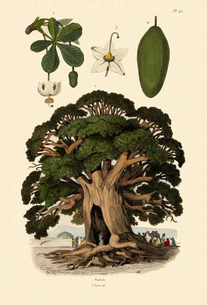 Baobabträd, 1833-39 av French School