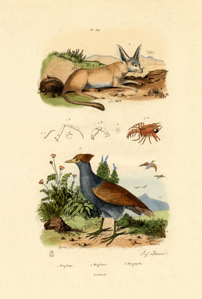 Bat-eared Fox, 1833-39 av French School
