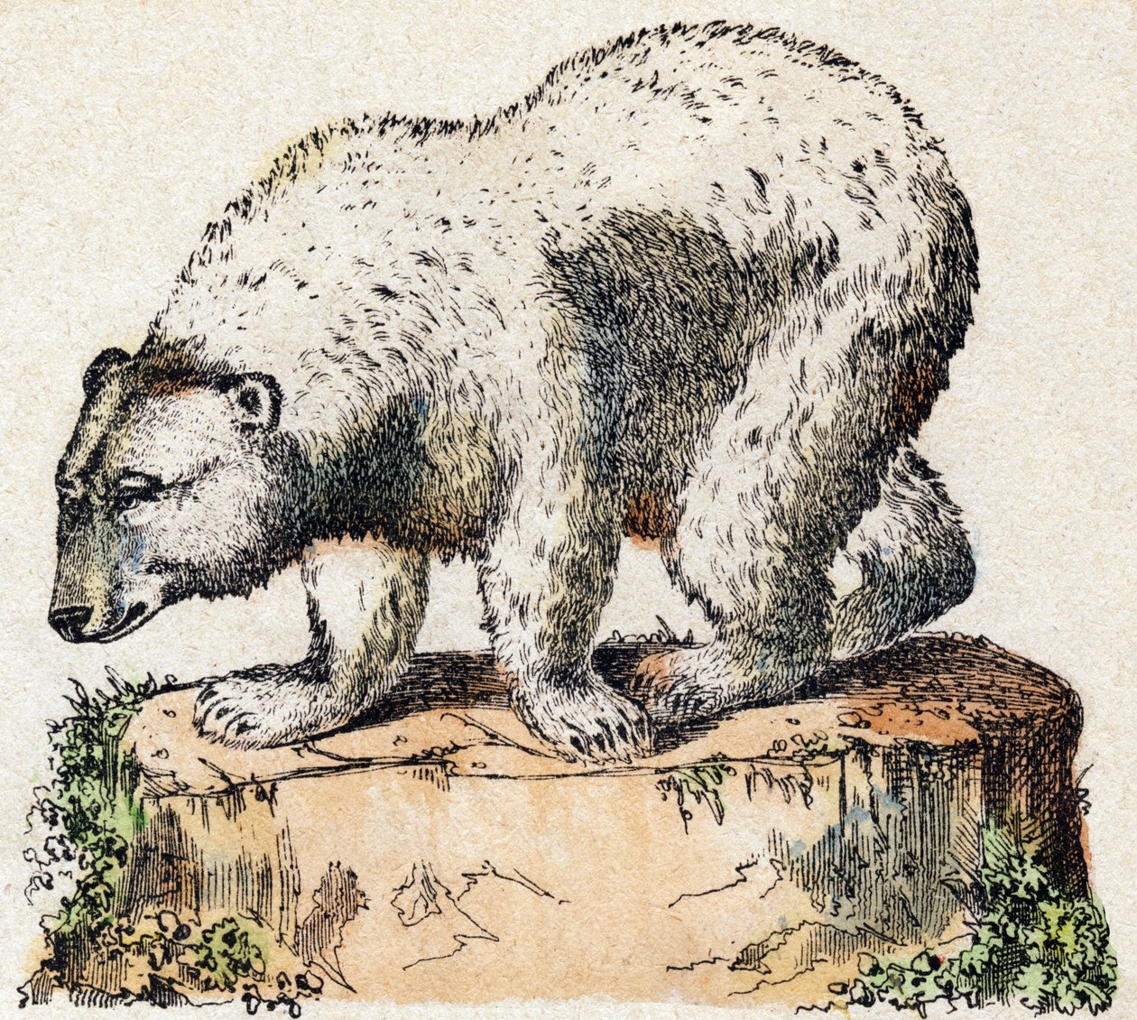 Björn. Gravyr i "" Alphabet des animaux sauvages"". 9:e serien. Bildspråk av Epinal, Pellerin, tryckare-förlag, cirka 1870. Gravyrer på trä, stencilerade. 16 sidor. Mått: 20 x 15 cm. Privat samling av French School