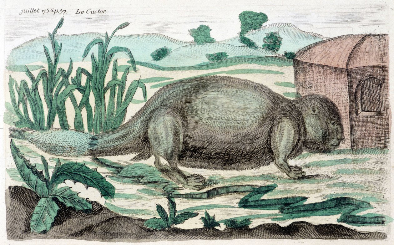 Bäver. Illustration av M. Toussaint (1756) i "Periodic Observations on Physics, Natural History and the Arts". av French School