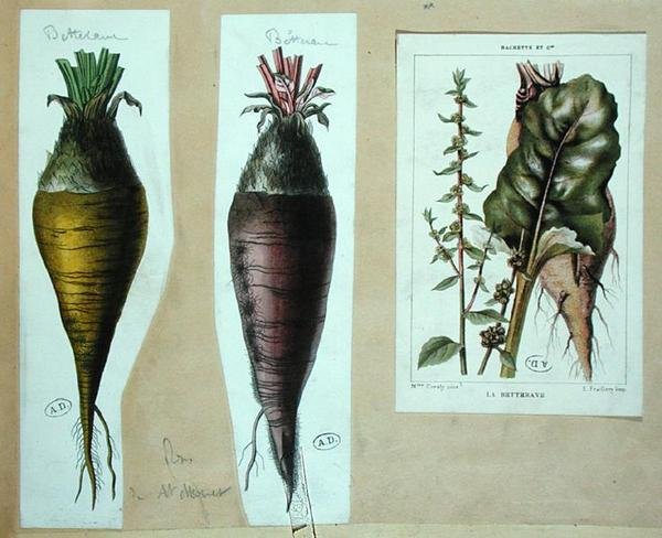 Rödbetor, tre botaniska tallrikar (färg litho) av French School