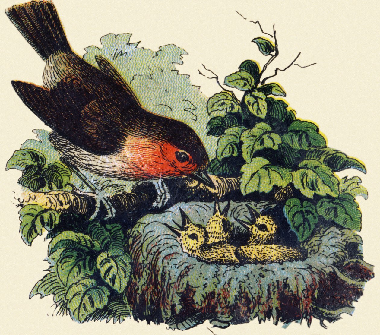 Fågel och ungar i ett bo. Gravyr i "ABC obeställbar på lackerad duk". A. Capendu, redaktör, Paris, sent 1800-tal. Barnbokhandel illustrerad. 8 sidor. Mått: 21,5x18cm. av French School