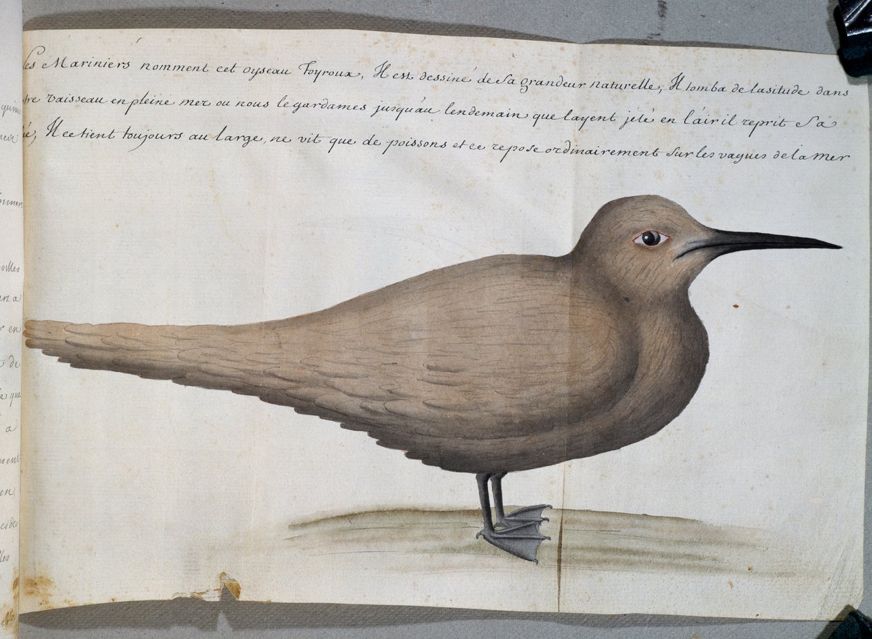 Fågel som heter Foyroux (Tern), Cape Frio, Brasilien, akvarell från loggbok av Jacques Gouin de Beauchesne (1652-1730), kapten på Compagnie royale de la Mer du Sud, från 1698 till 1701, Frankrike av French School