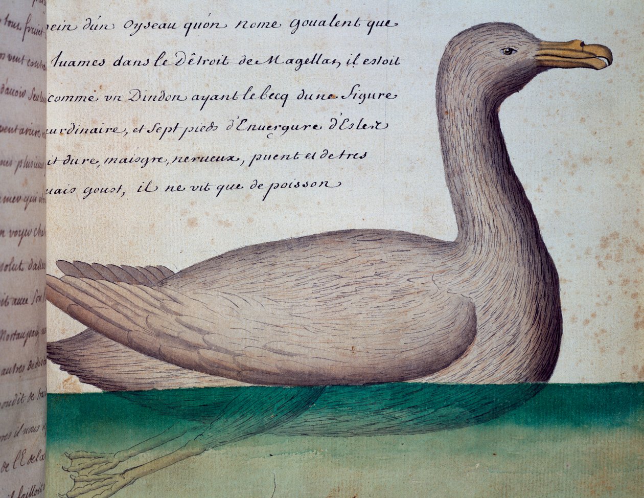 Fågel som heter Goualent, Magellansundet, akvarell från loggbok av Jacques Gouin de Beauchesne (1652-1730), kapten på Compagnie royale de la Mer du Sud, från 1698 till 1701, Frankrike av French School