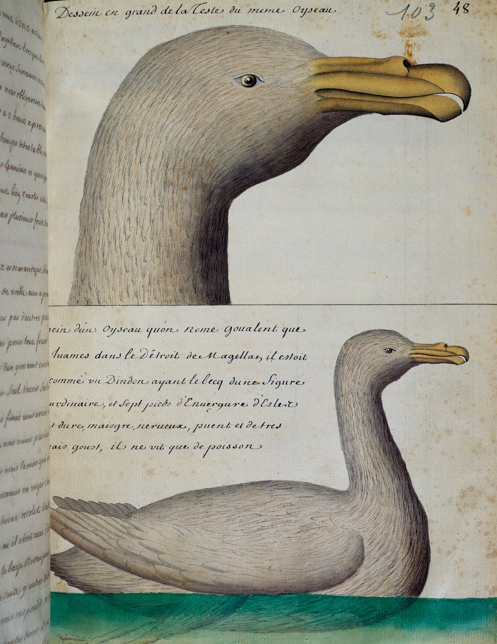 Fågel från Magellansundet, akvarell från loggbok av Jacques Gouin de Beauchesne (1652-1730), kapten på Compagnie royale de la Mer du Sud, från 1698 till 1701, Frankrike av French School