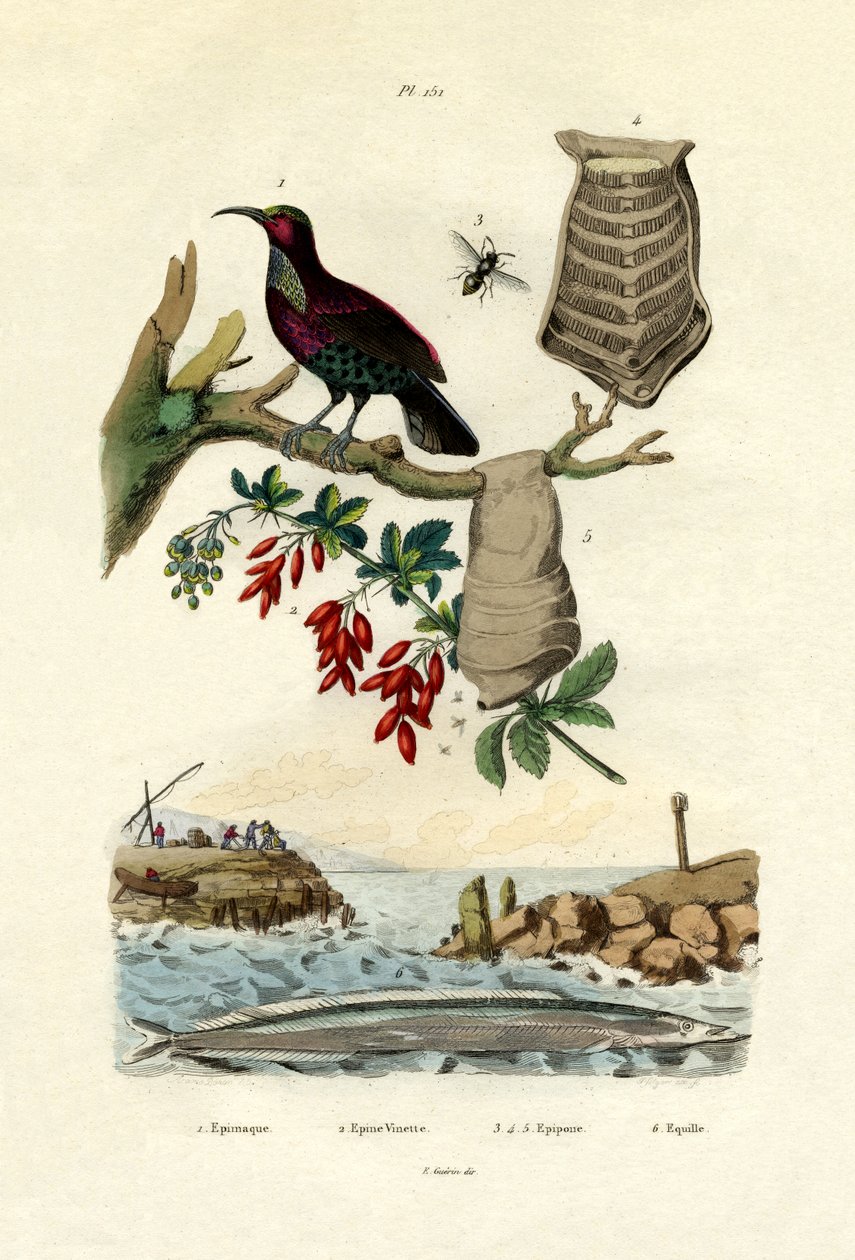 Paradisfågel, 1833-39 av French School