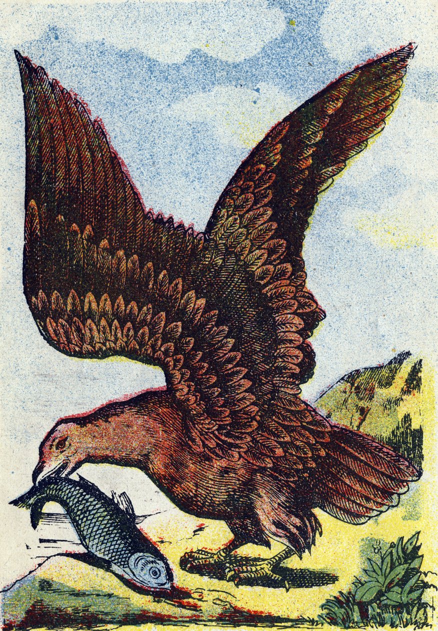 Rovfågel . Gravyr i "Alphabet des oiseaux"". Bild från Pont-a-Mousson, Marcel och/eller Louis Vagne, tryckare och förläggare, slutet av 1800-talet. 16 sidor. Mått: 20,5 x 14 cm av French School