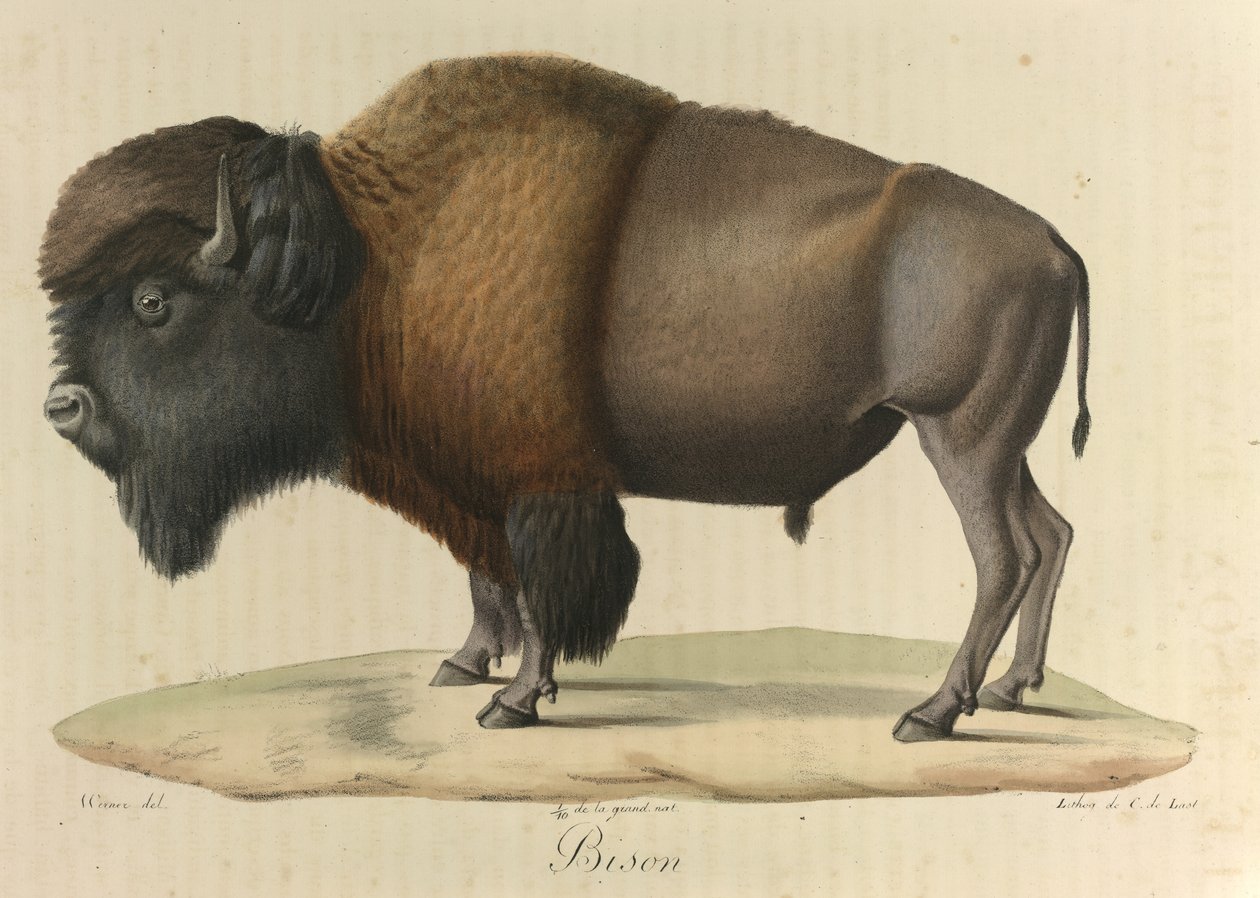 Bison, från 