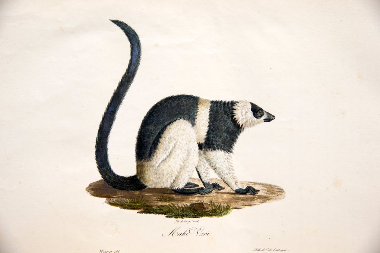 Svartvit rufsig lemur, från Natural History of Mammals, med originalfigurer, av Étienne Geoffroy Saint-Hilaire & Frédéric Cuvier, 1824-42 av French School