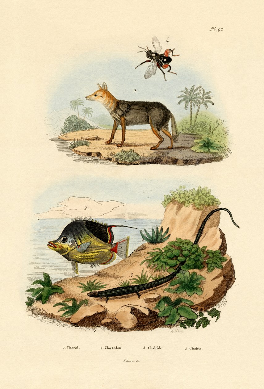 Svartryggig schakal, 1833-39 av French School