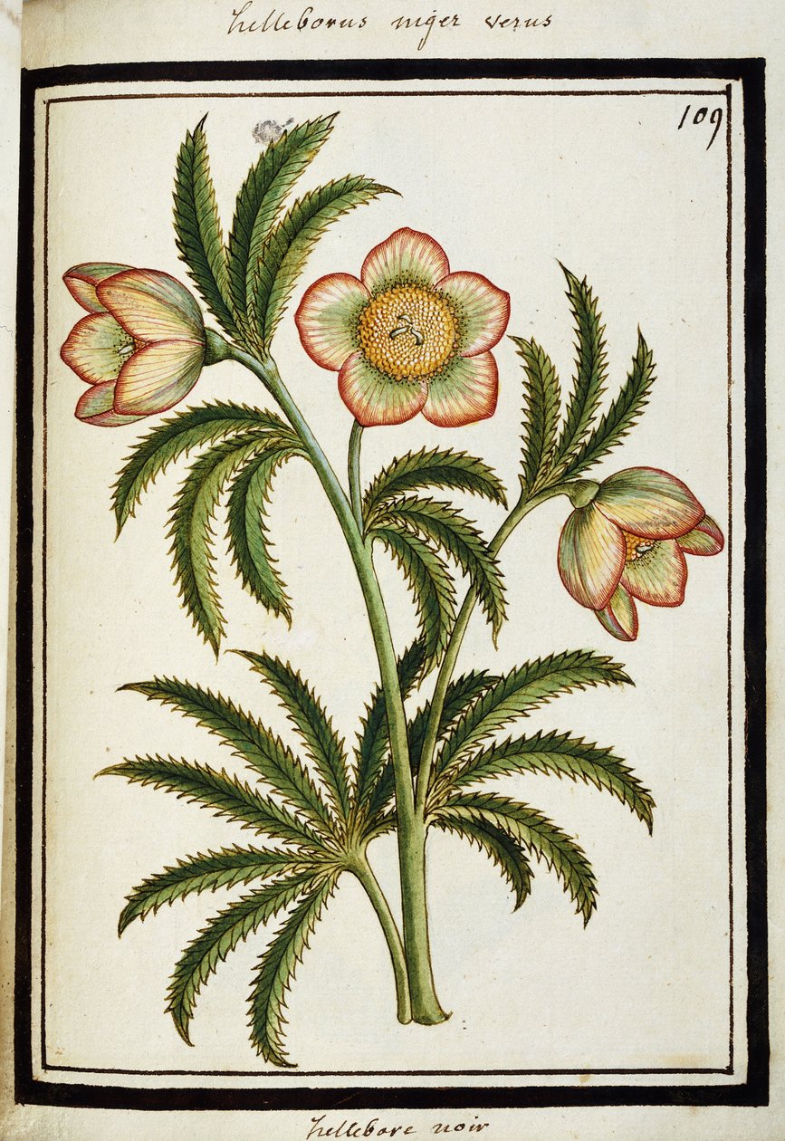 Black Hellebore, c.1700 av French School