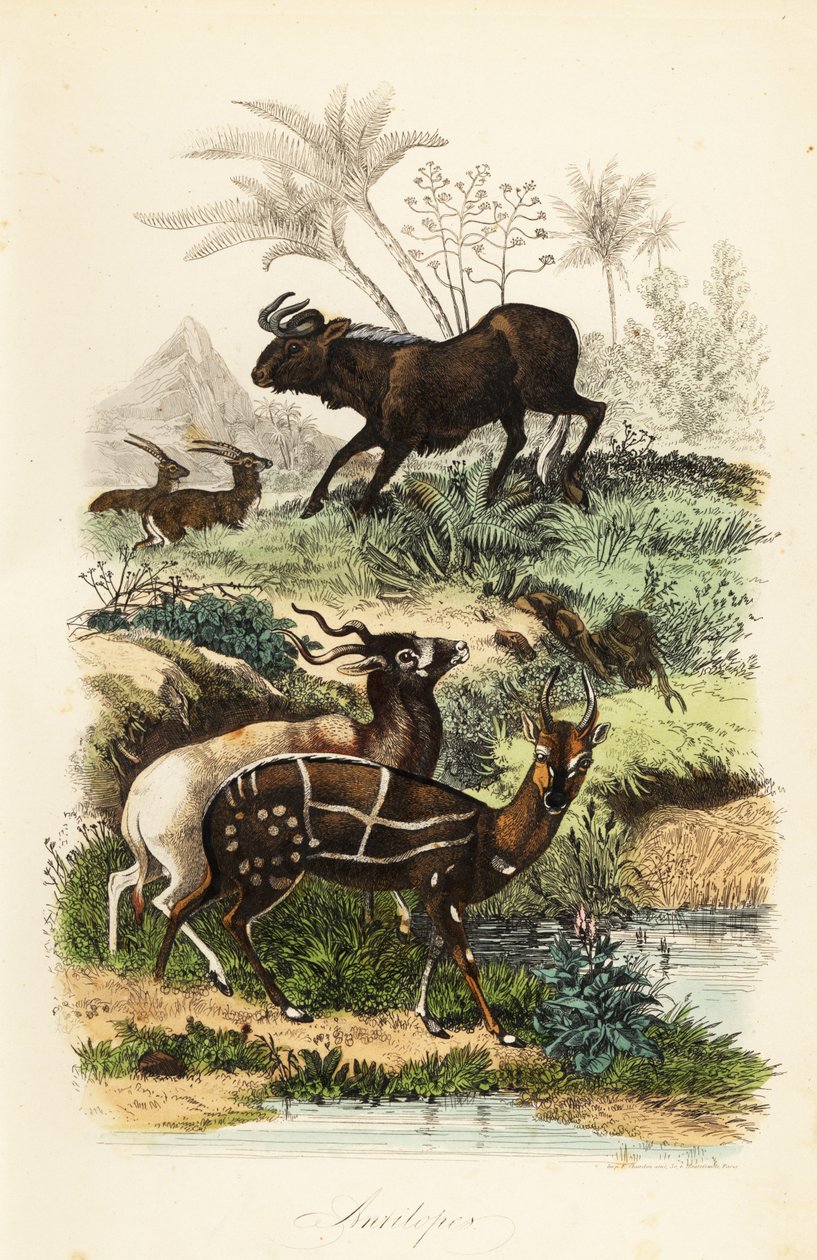 Svart gnu, Connochaetes gnou, kritiskt hotad addax eller skruvhornsantilop, Addax nasomaculatus, och tappad bushbuck eller kewel, Tragelaphus scriptus av French School