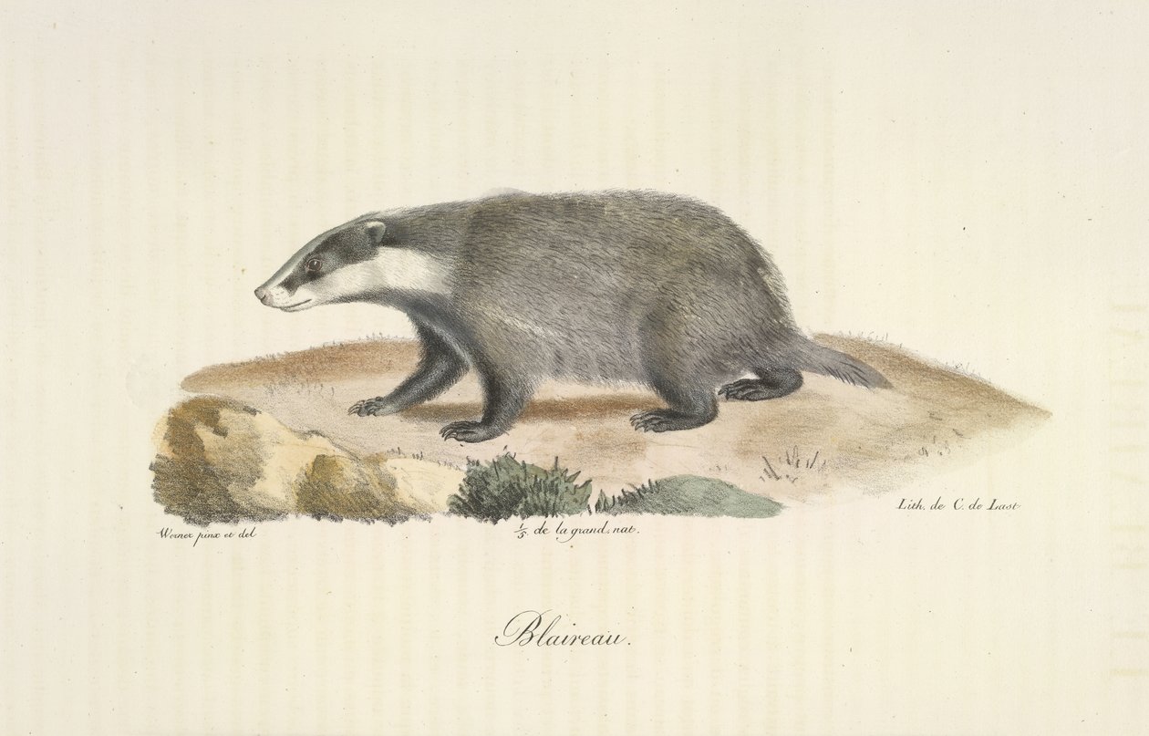 Badger, Badger, från Natural History of Mammals (färg litho) av French School