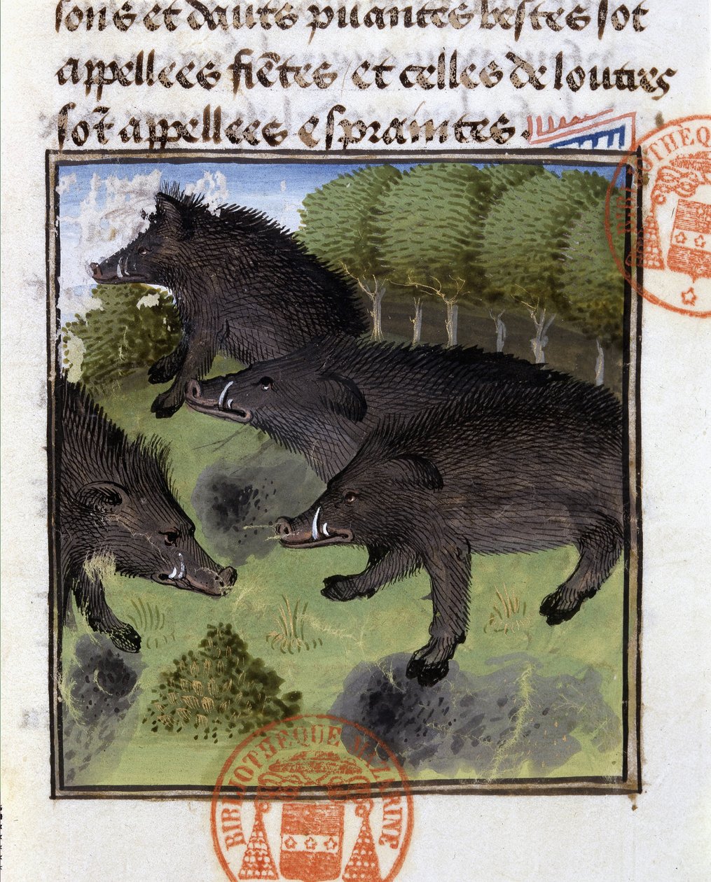 Galtar - i "" Hunting Book of Gaston Phoebus, Count of Foix, Lord of Béarn"" av French School
