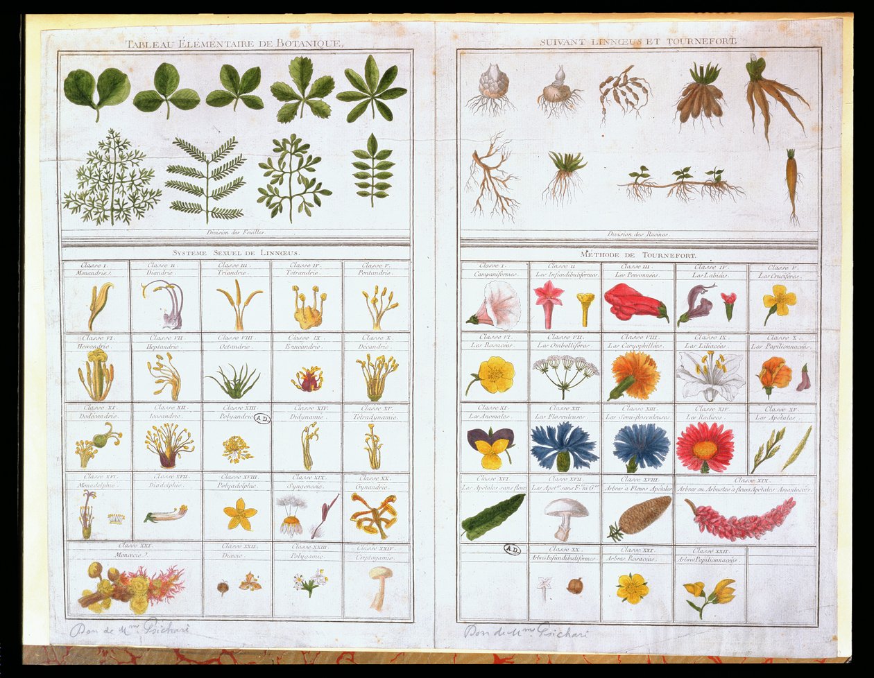Botanisk tabell efter Carl von Linne (1707-78) och efter Joseph Pitton de Tournefort (1656-1708), sent 1700-tal (färgstick) av French School