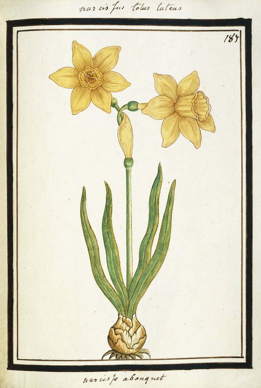 Bukett Narcissus, ca 1700 (akvarellteckning, inramad i svart) av French School