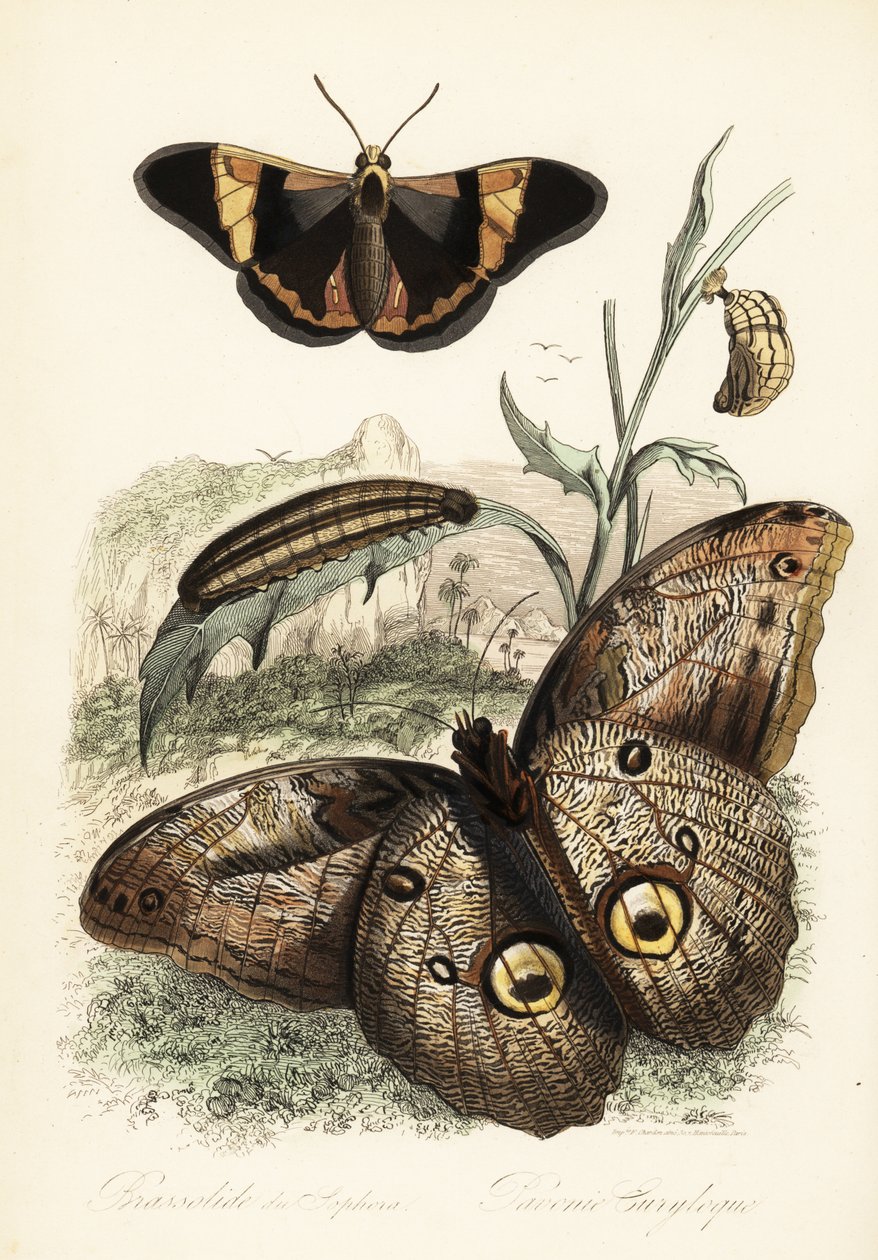 Brassolis sophorae fjäril, puppa och larvlarv av French School