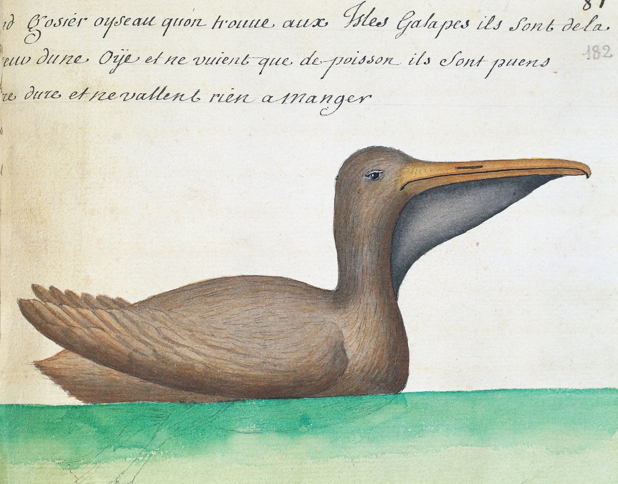 Brun pelikan (Pelecanus occidentalis), Galapagosöarna, akvarell från loggbok av Jacques Gouin de Beauchesne (1652-1730), kapten på Compagnie royale de la Mer du Sud, från 1698 till 1701, Frankrike av French School