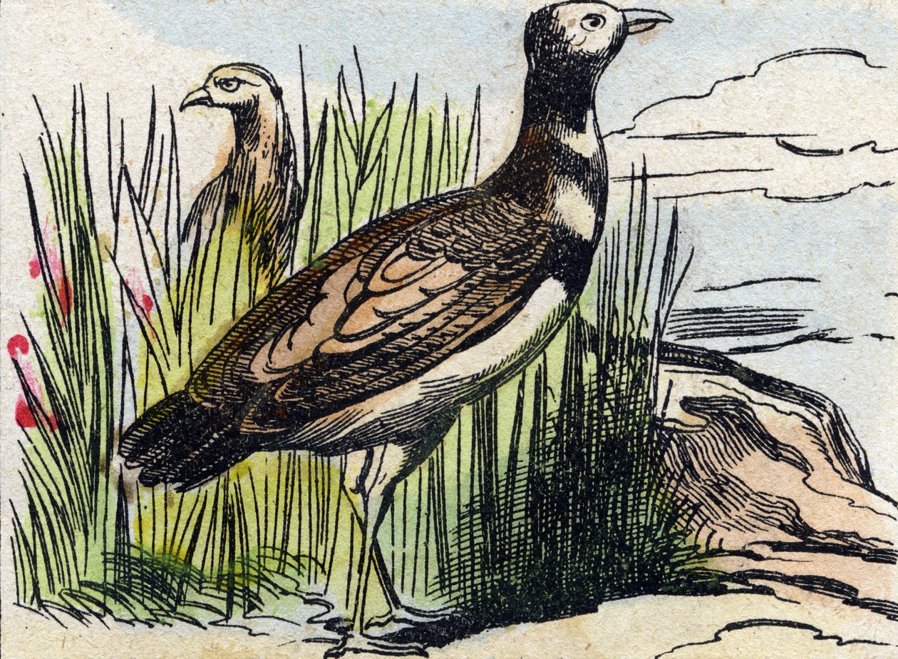 Bustard. Gravyr i "Buffon Alphabet des Oiseaux n 1". 3:e Serie N 1. Avbildning av Epinal, Epinal, sent 1800-tal. 16 sidor. Mått: 28x21cm av French School