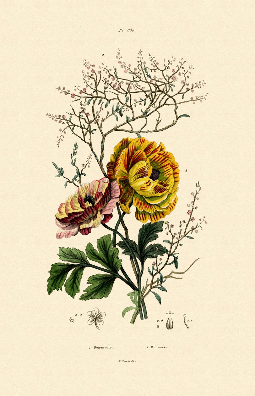 Smörblomma, 1833-39 av French School