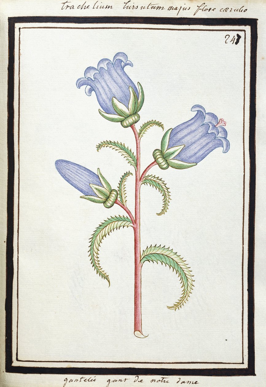 Campanula Trachelium, ca 1700 (akvarellteckning, inramad i svart) av French School