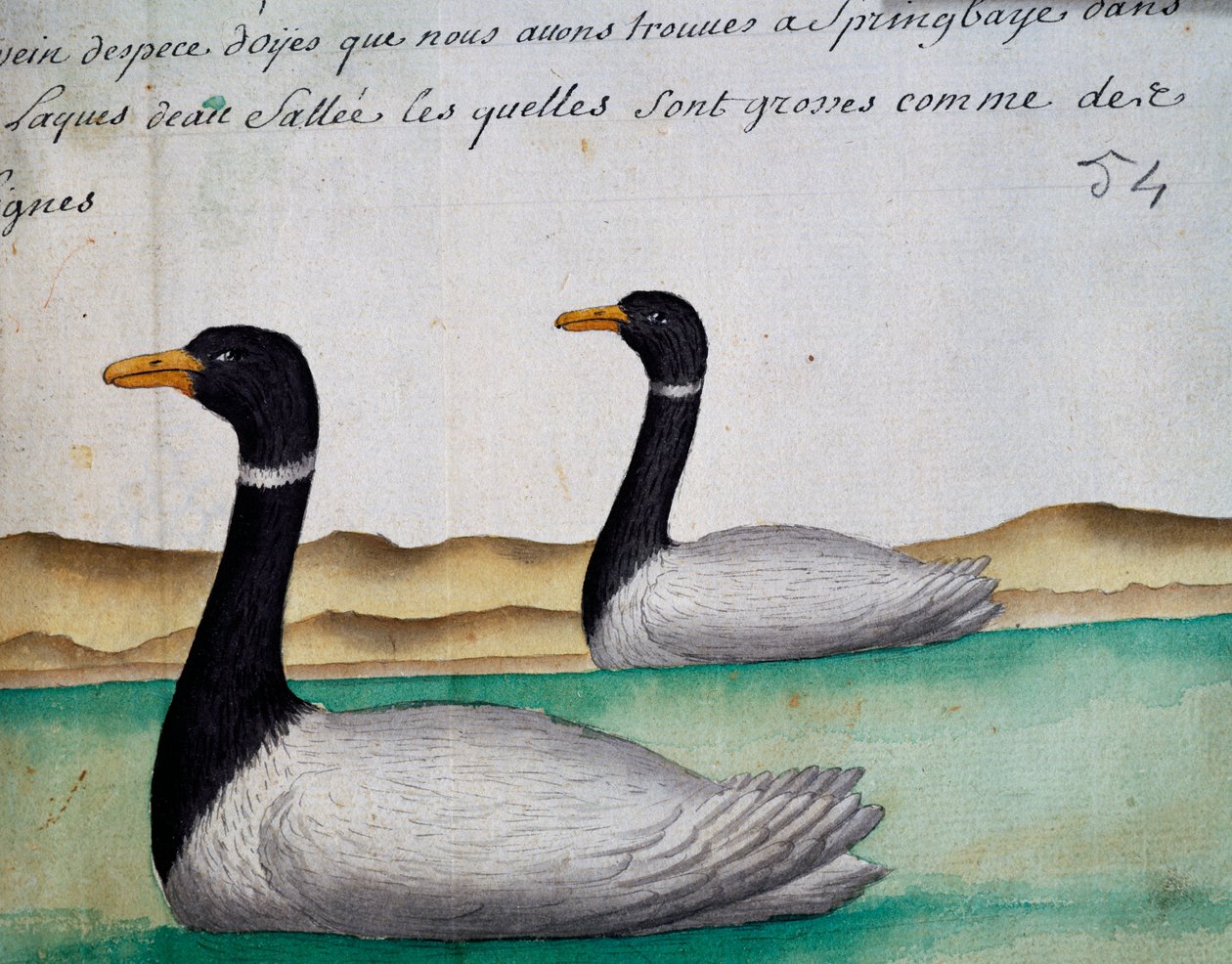 Kanadagäss, Springbaye, Salt Lakes Region, akvarell från loggbok av Jacques Gouin de Beauchesne (1652-1730), kapten på Compagnie royale de la Mer du Sud, från 1698 till 1701, Frankrike av French School